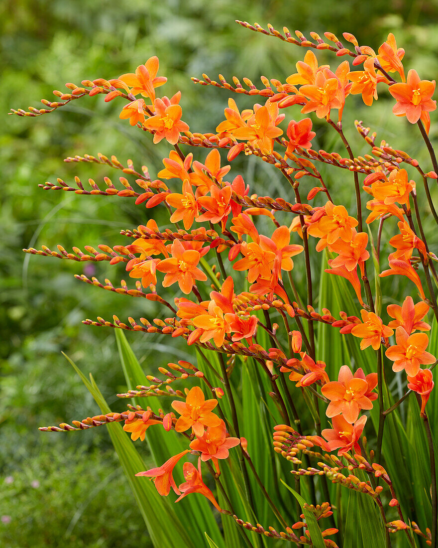 Crocosmia Peach Melba