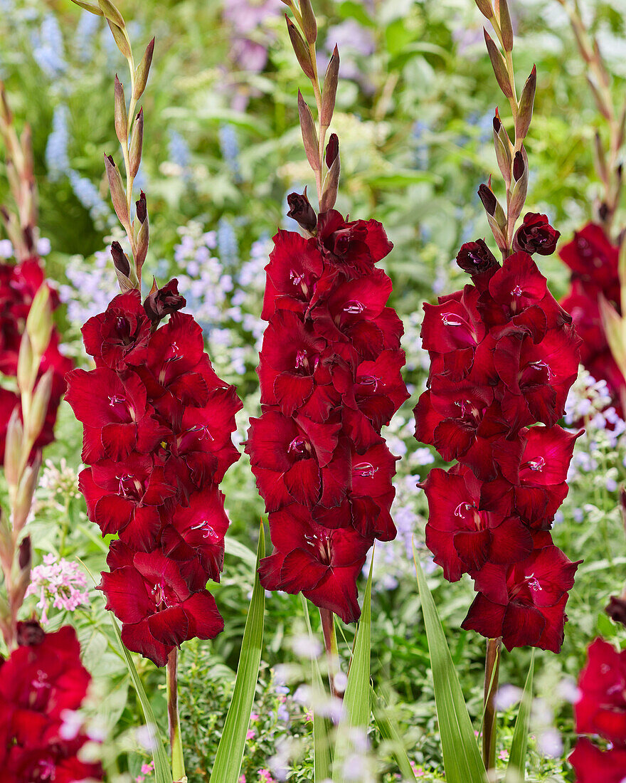 Gladiolus Bach