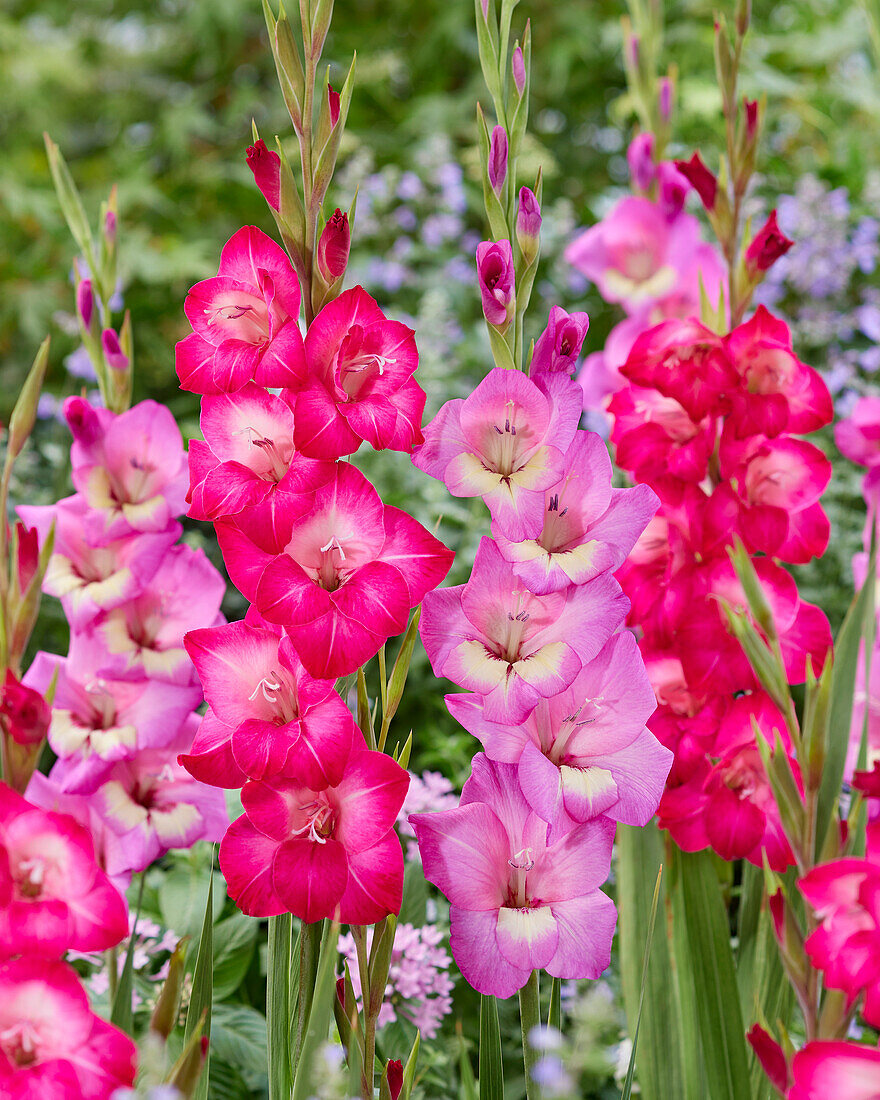 Gladiolen (Gladiolus) 'Pink Visions'