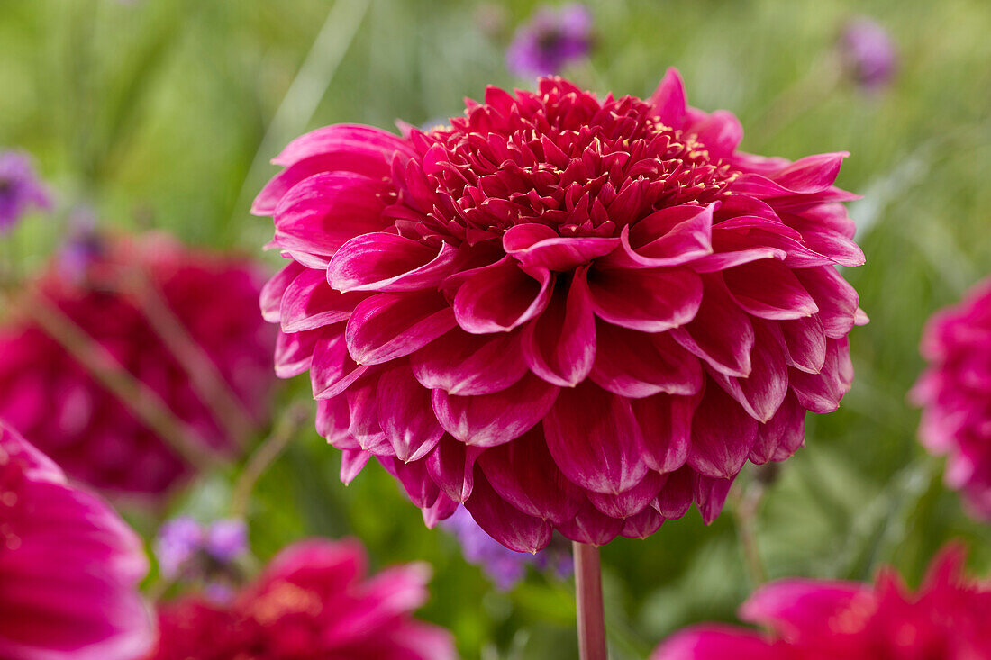 Dahlia Purple Bouquet