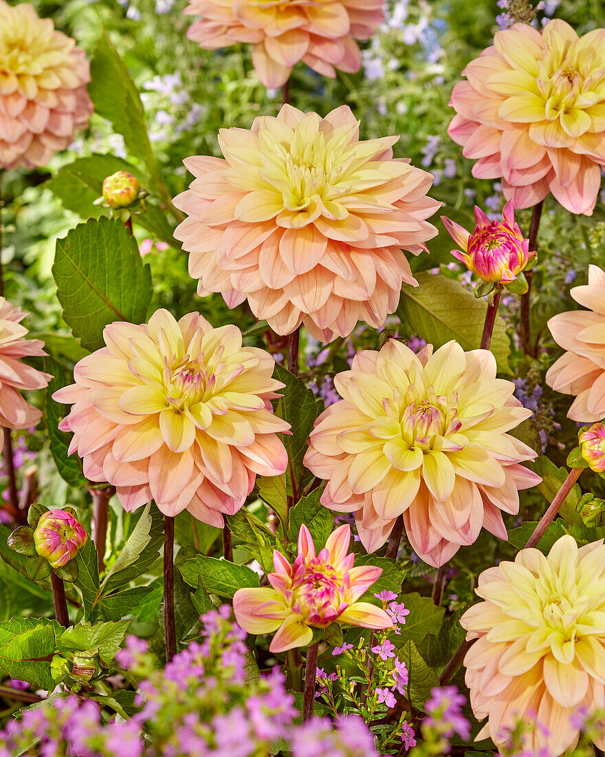 Dahlia CM 11-19