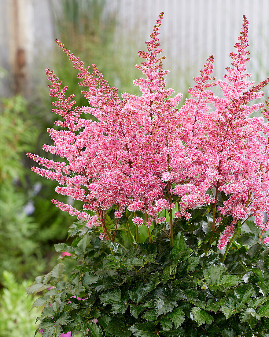 Astilbe Razzle Dazzle