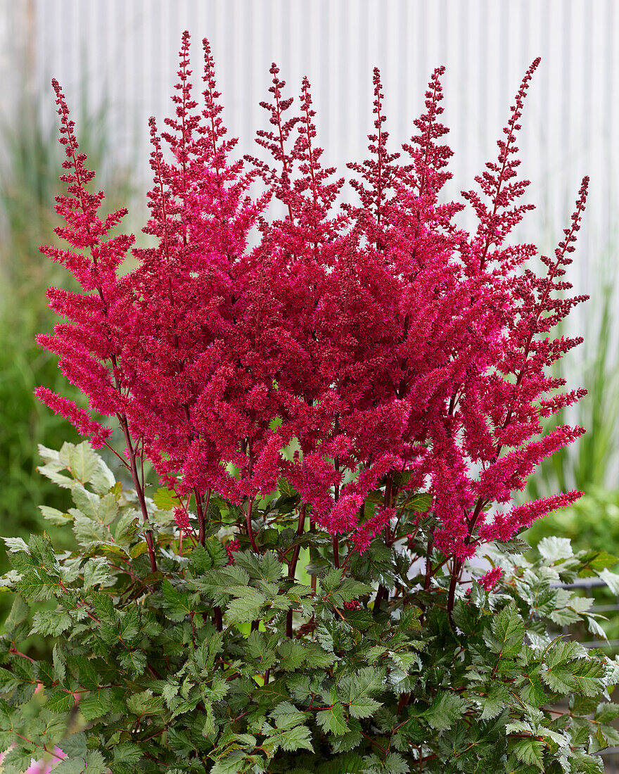 Prachtspieren (Astilbe) 'Vision Vulcano'