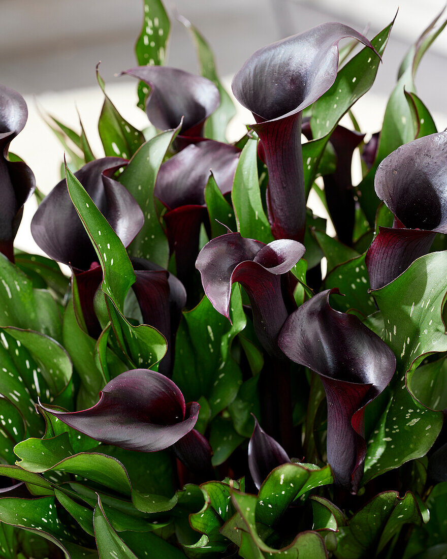 Zantedeschia Arabian Night