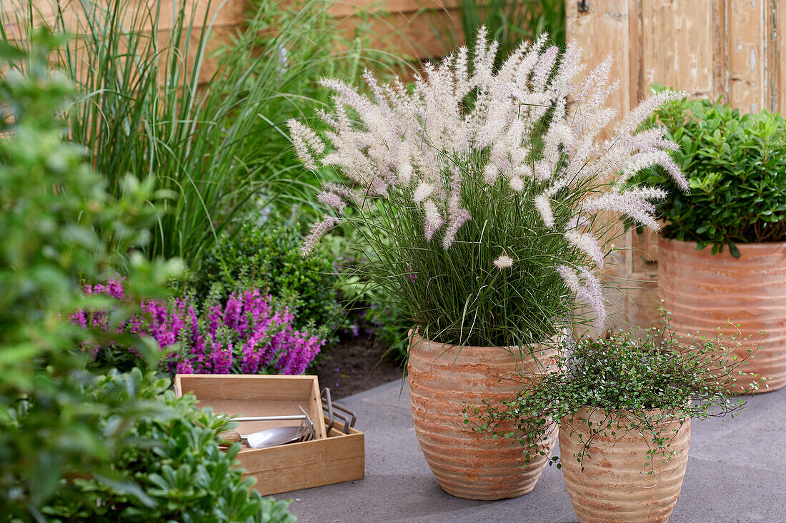 Pennisetum orientale JS® Dance With Me