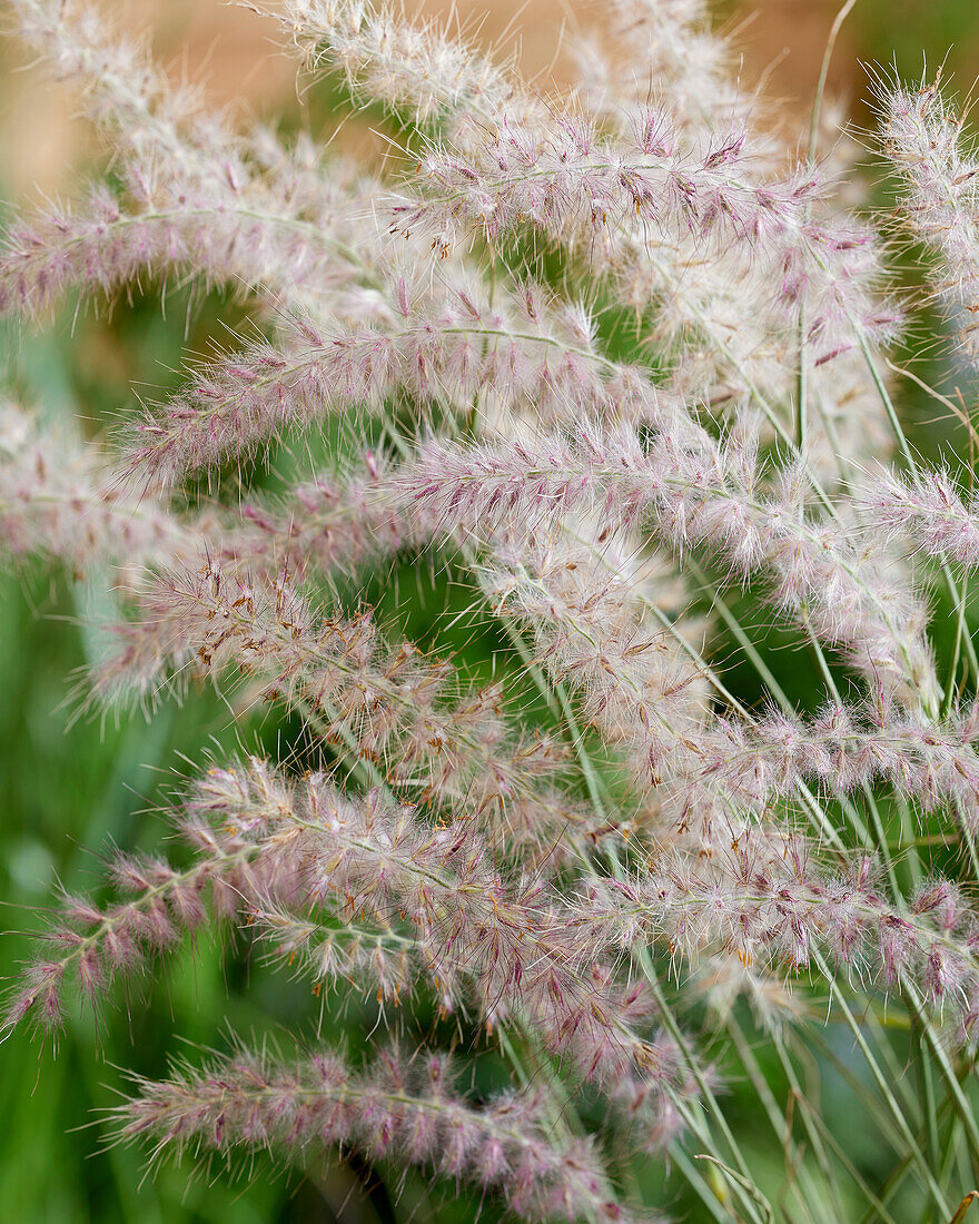 Feines Federborstengras (Pennisetum orientale) 'JS ® Dance With Me'