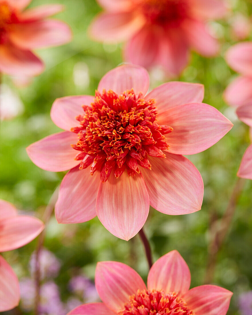 Dahlie (Dahlia) 'Totally Tangerine'