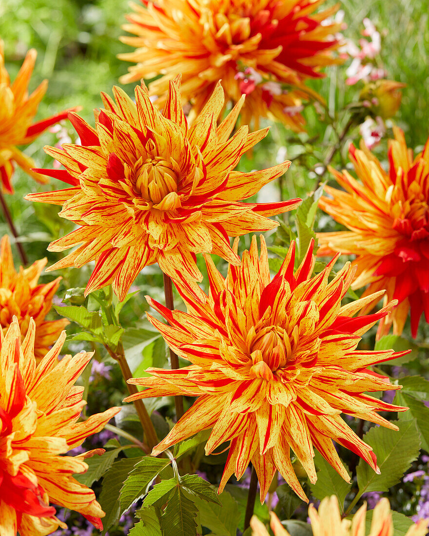 Dahlia Striped Vulcan