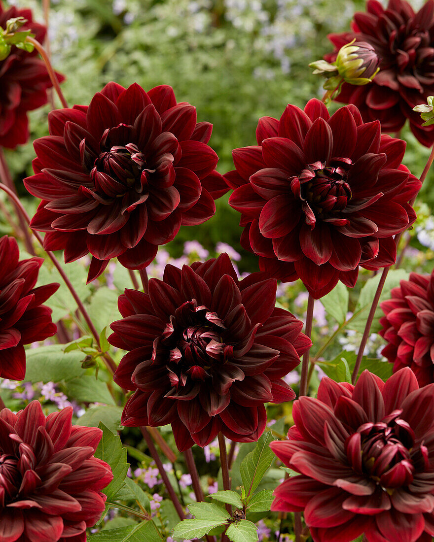 Dahlie (Dahlia) 'Sam Hopkins'