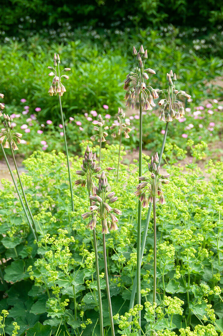 Nectaroscordum siculum ssp. bulgaricum