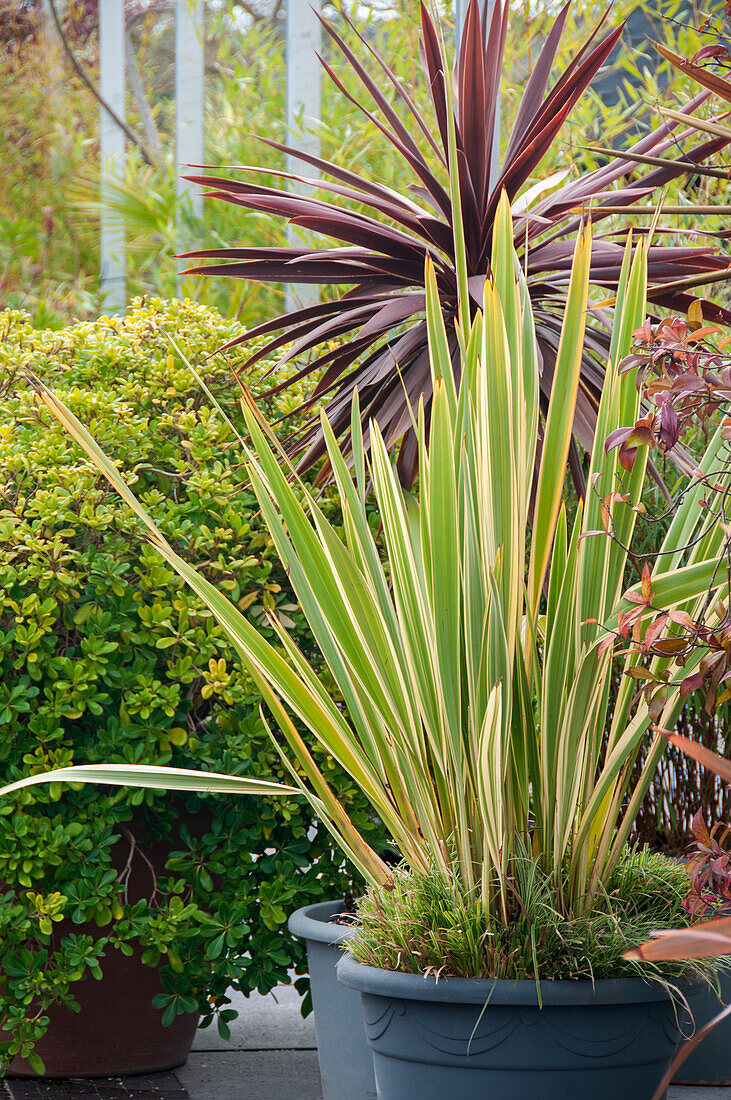 Phormium tenax Variegatum