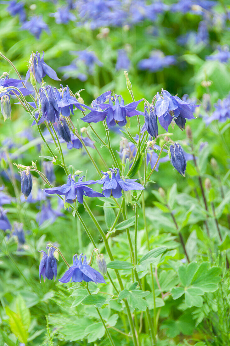 Aquilegia