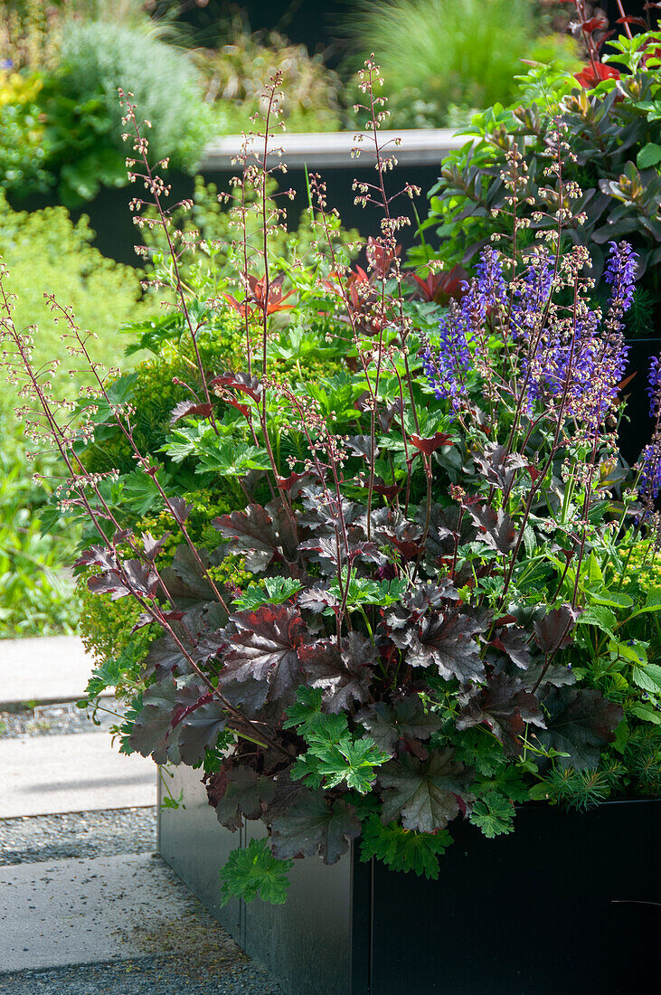 Heuchera in container