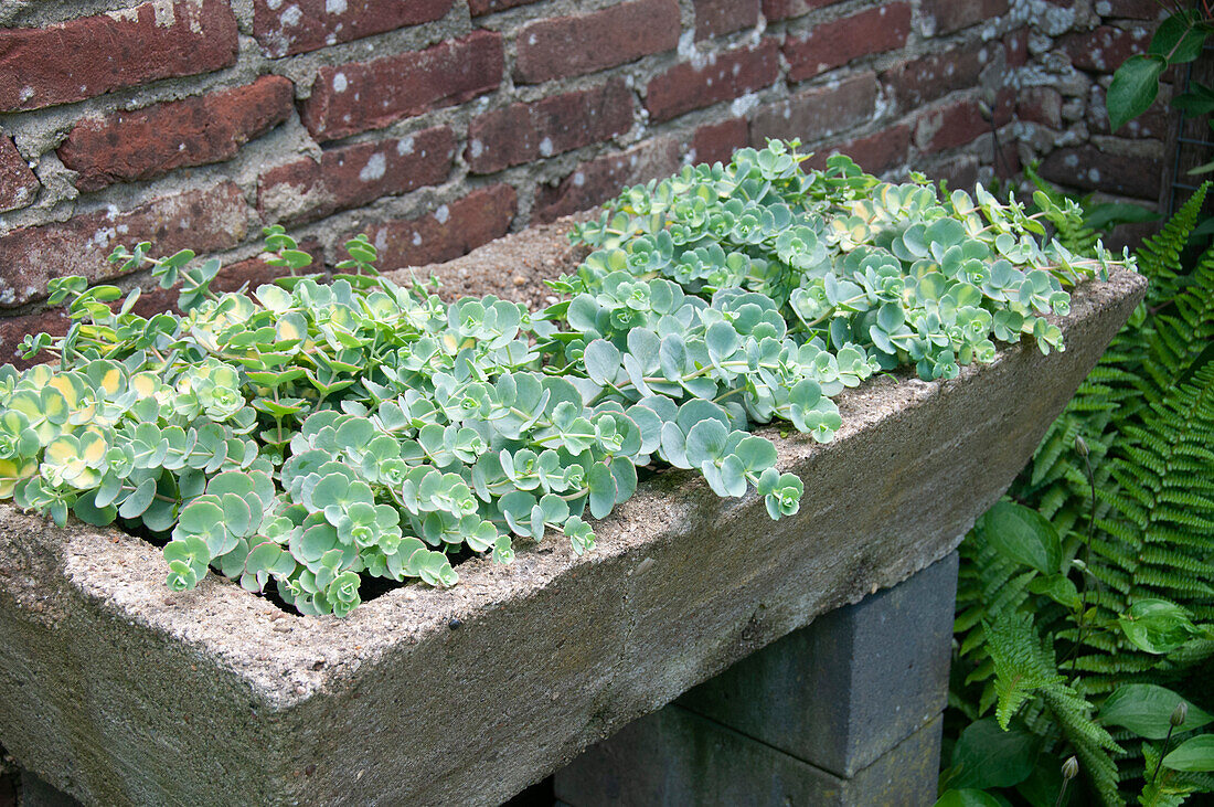 Sedum alboroseum Mediovariegatum