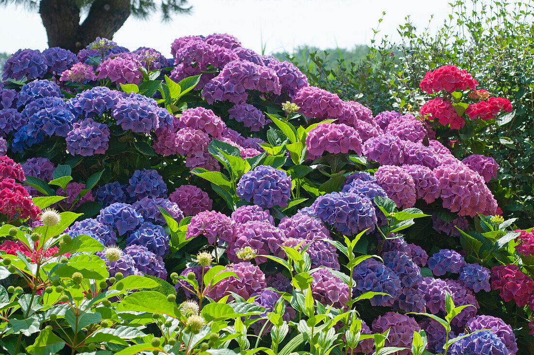 Hortensien (Hydrangea)