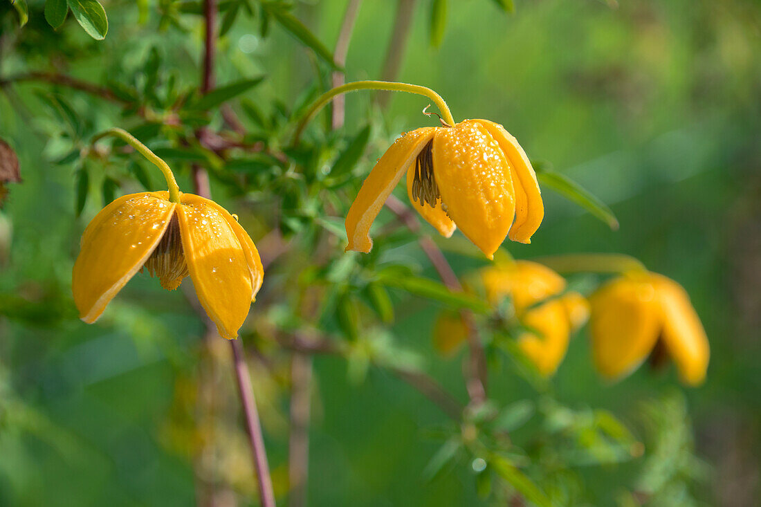 Clematis tangutica Orange Peel