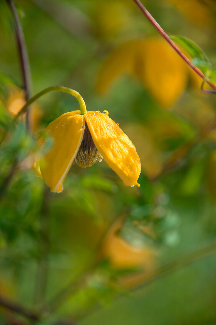 Clematis tangutica Orange Peel