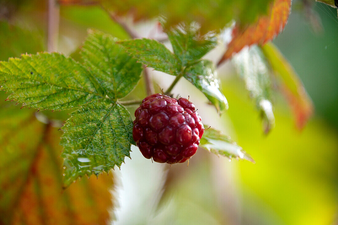 Rubus fruticosus Chester Thornless