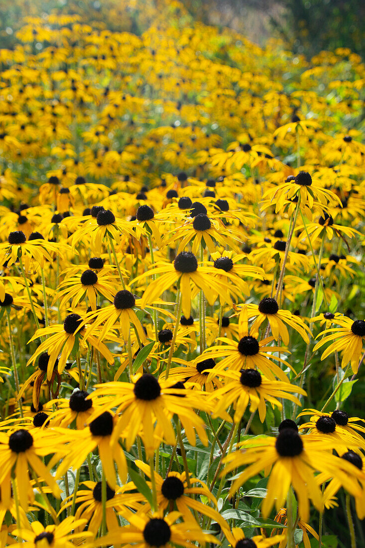 Rudbeckia fulgida Goldsturm