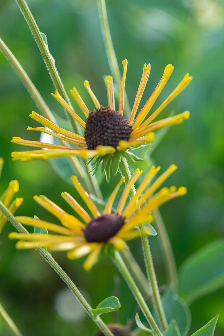 Rudbeckia subtomentosa Henry Eilers