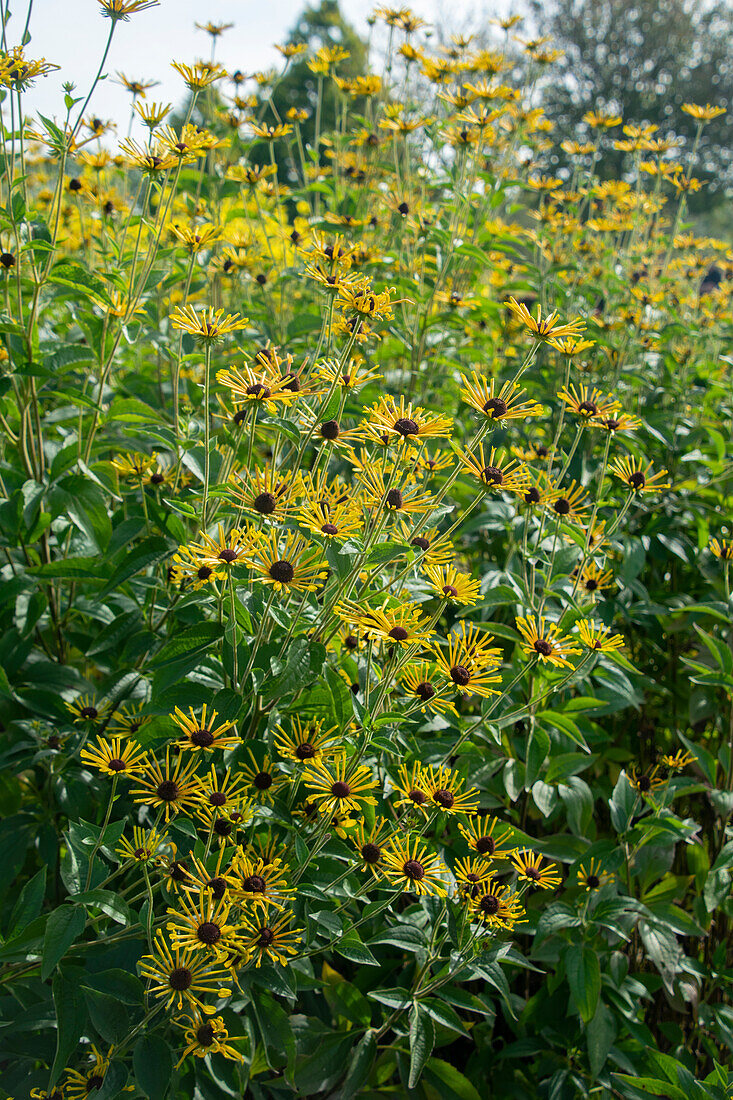 Rudbeckia subtomentosa Henry Eilers