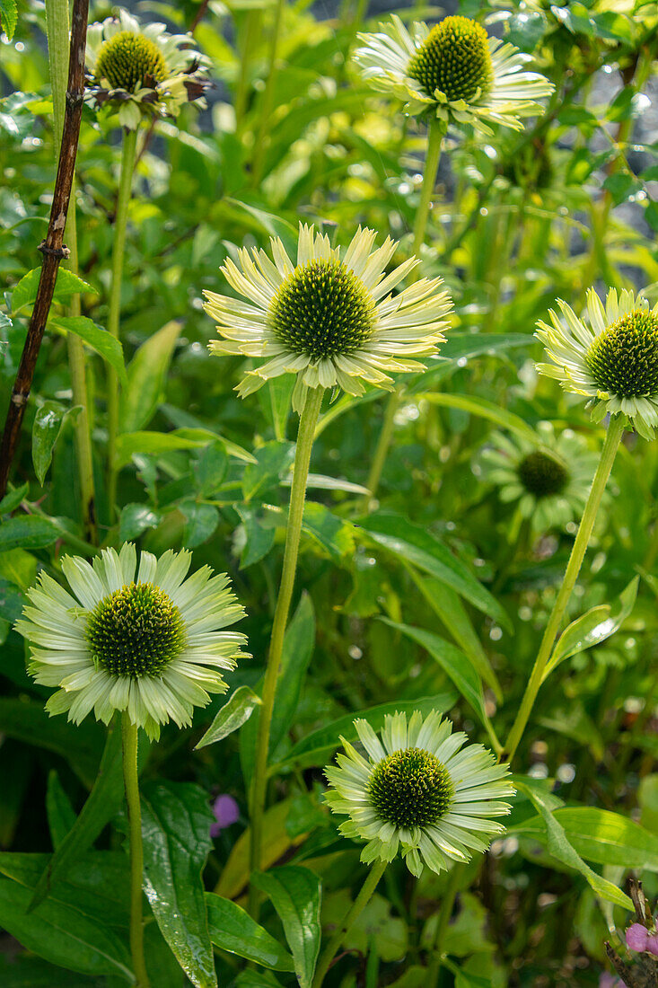 Echinacea purpurea Green Jewel