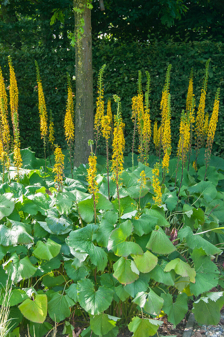 Ligularia stenocephala The Rocket