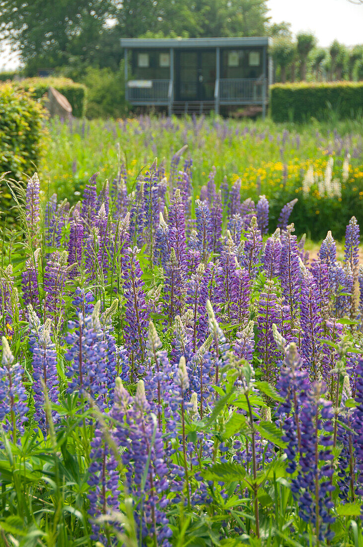 Lupinus