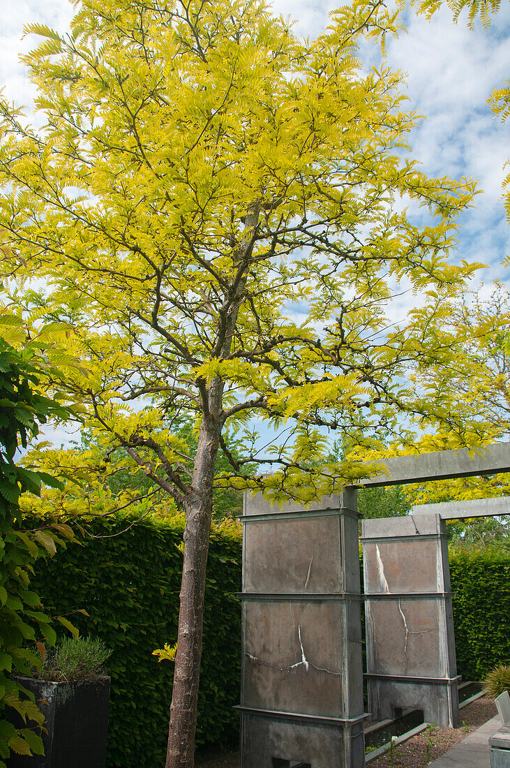 Gleditsia triacanthos Sunburst