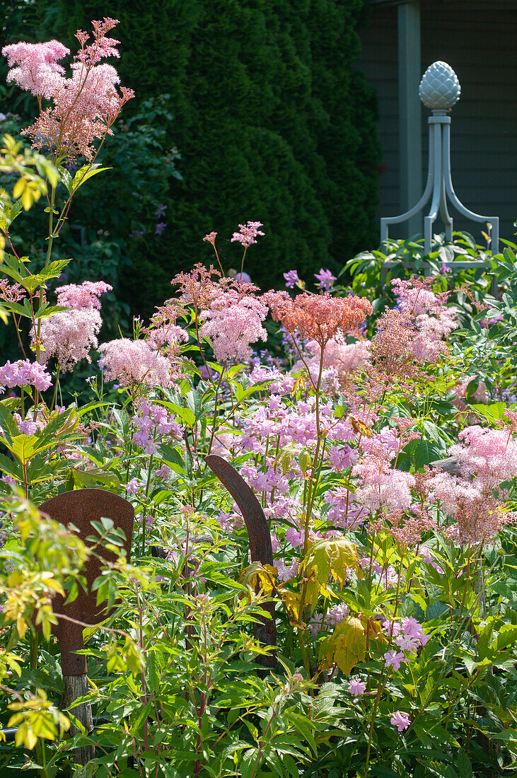 Filipendula rubra Venusta