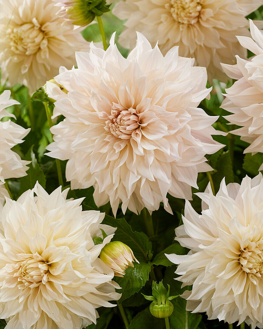 Dahlia Café au Lait