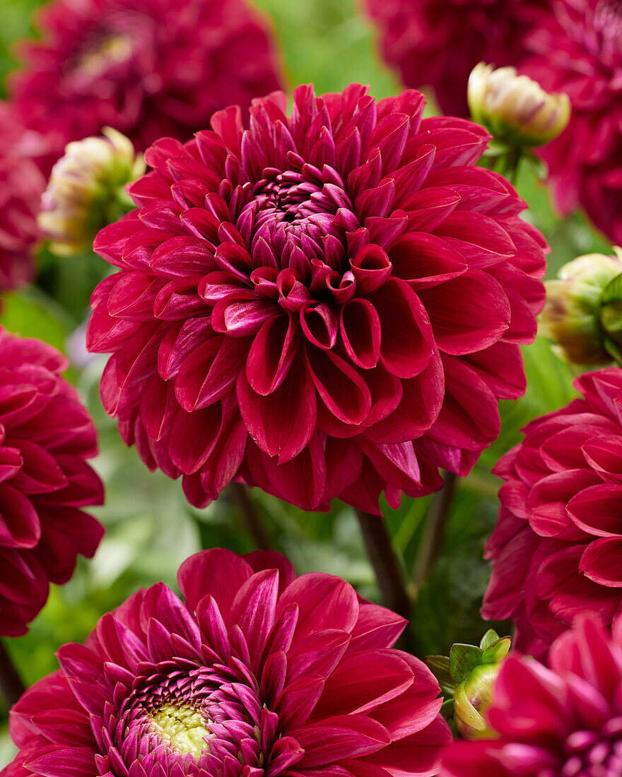 Dahlie (Dahlia) 'Mulberry Harbour'