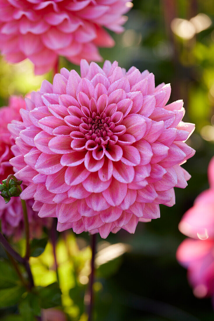 Dahlie (Dahlia) 'Salmon runner'