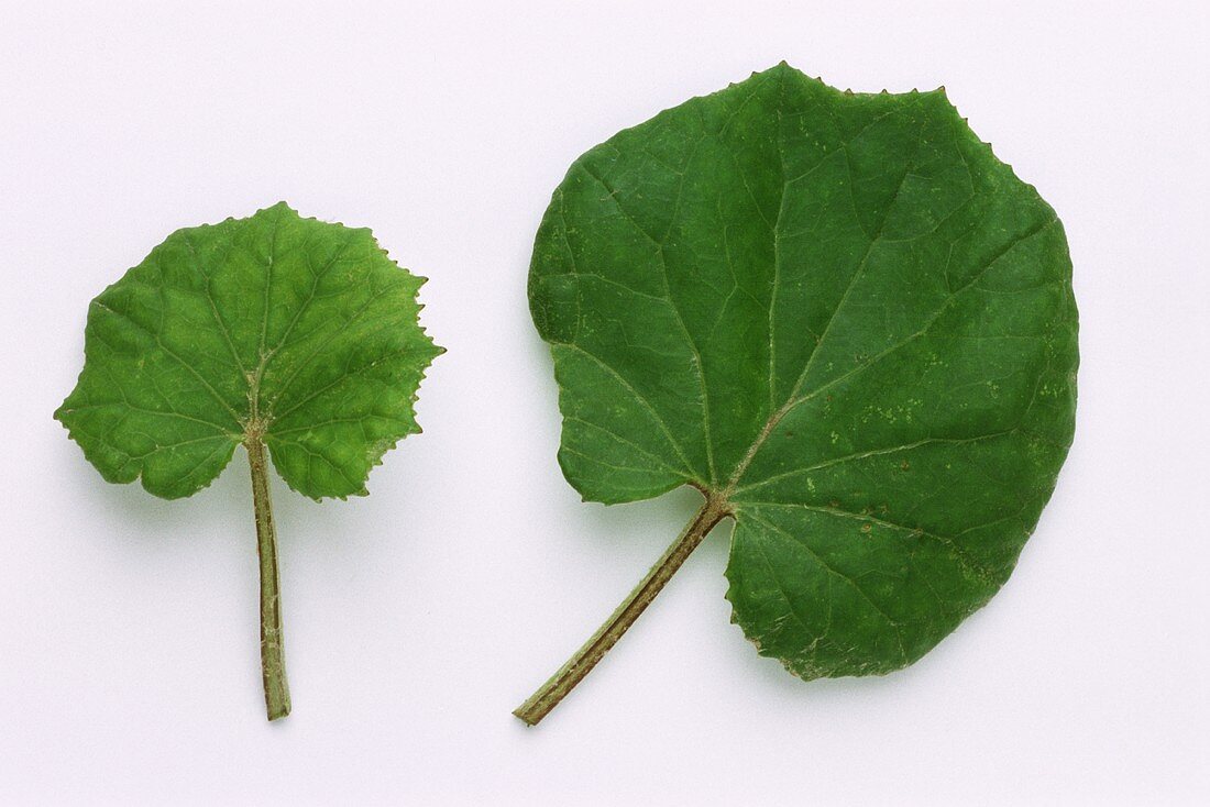 Two coltsfoot leaves (Tussilago farfara)