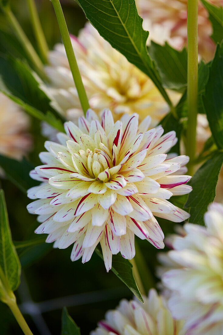 Dahlia Creme Silence