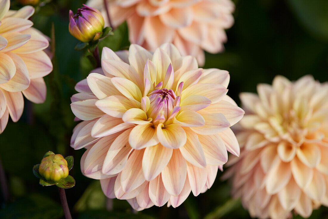 Dahlia CM 11-19