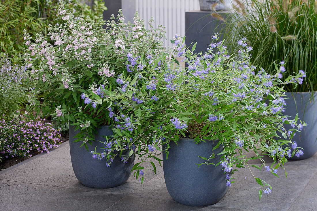 Caryopteris x clandonensis Worcester Gold and Pink Perfection