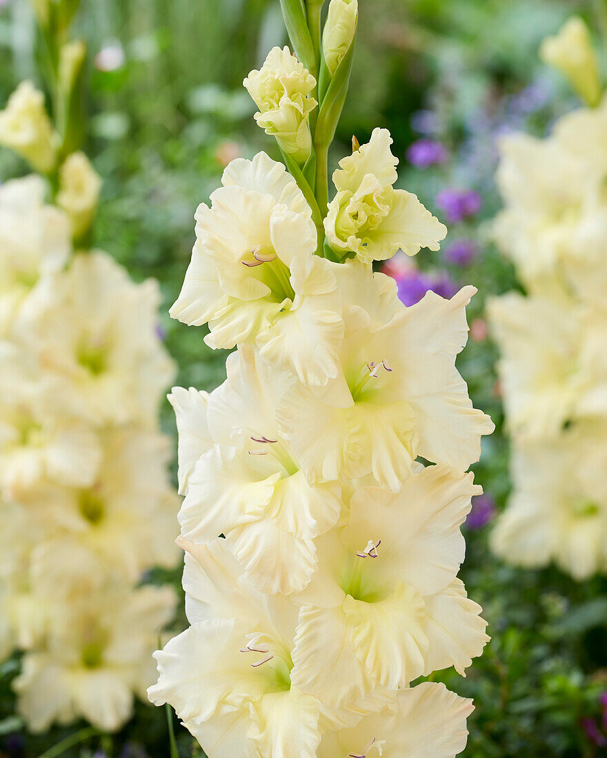 Gladiolen (Gladiolus) weiß