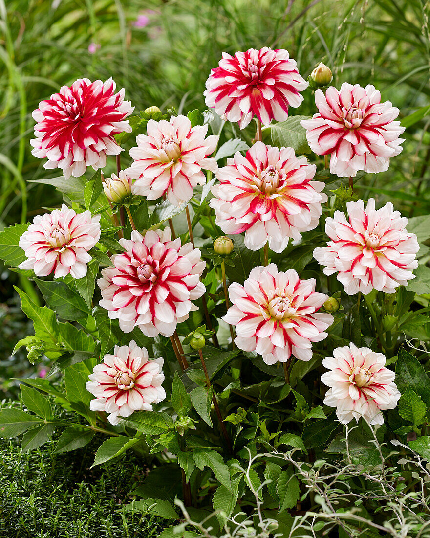 Dahlie (Dahlia) 'Short Track'