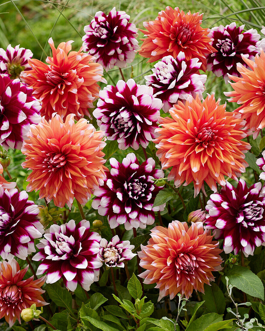 Dahlia Mystery Day, Color Spectacle
