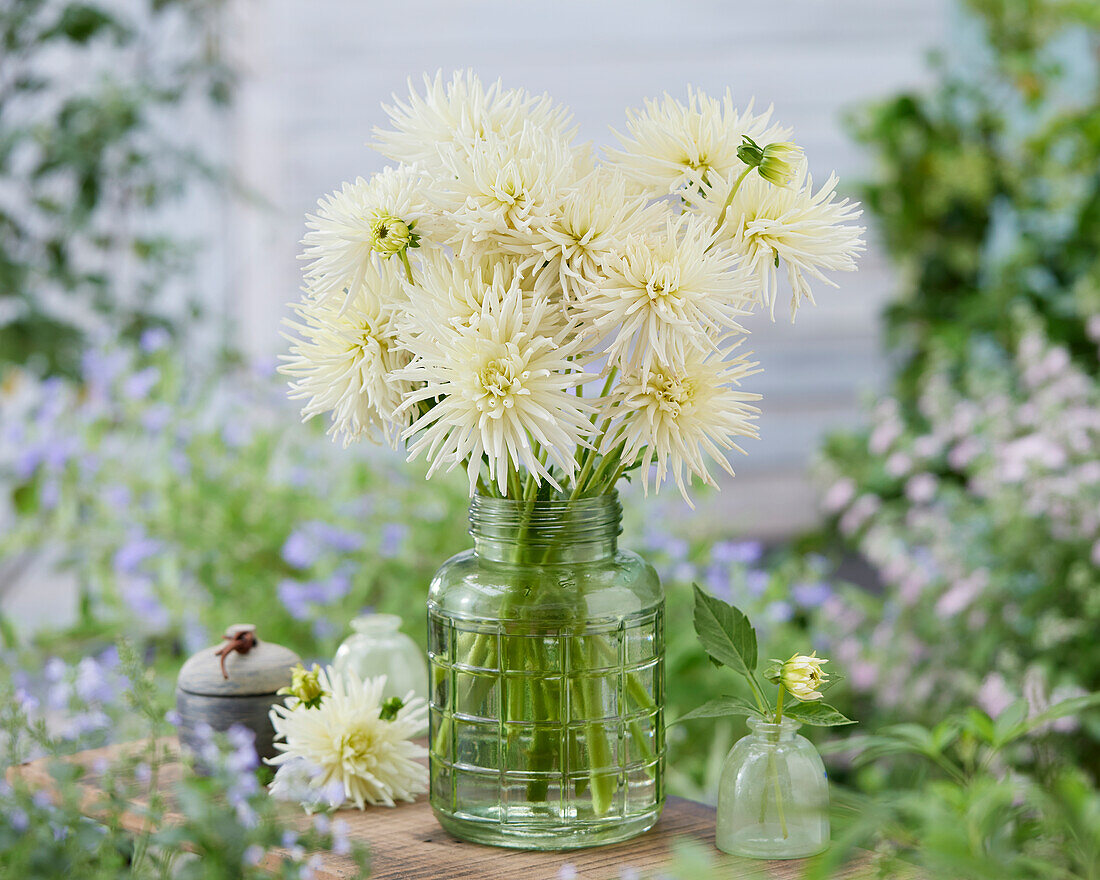 Dahlia Playa Blanca