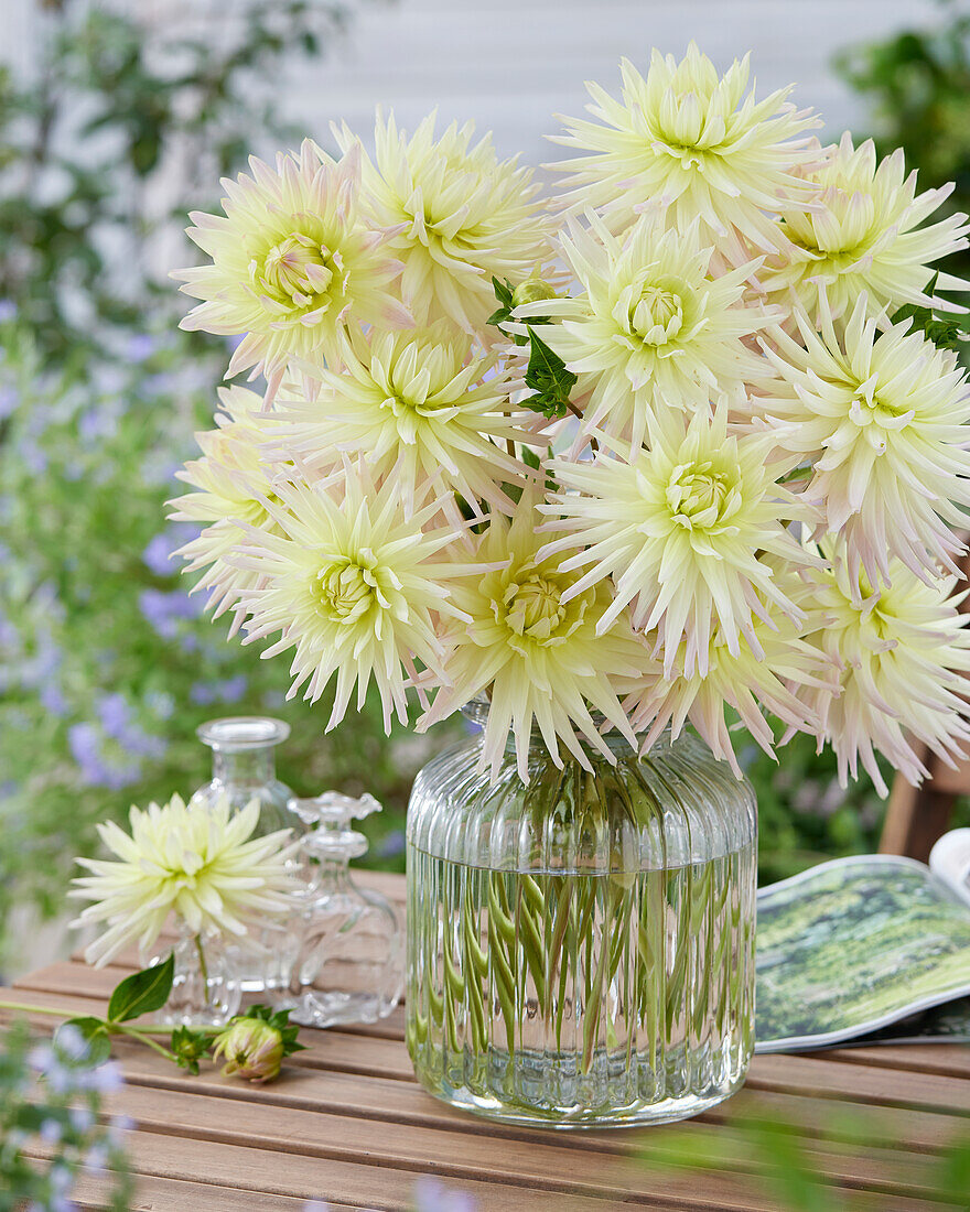 Dahlia Shooting Star