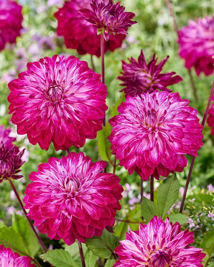 Dahlia Merlot Magic