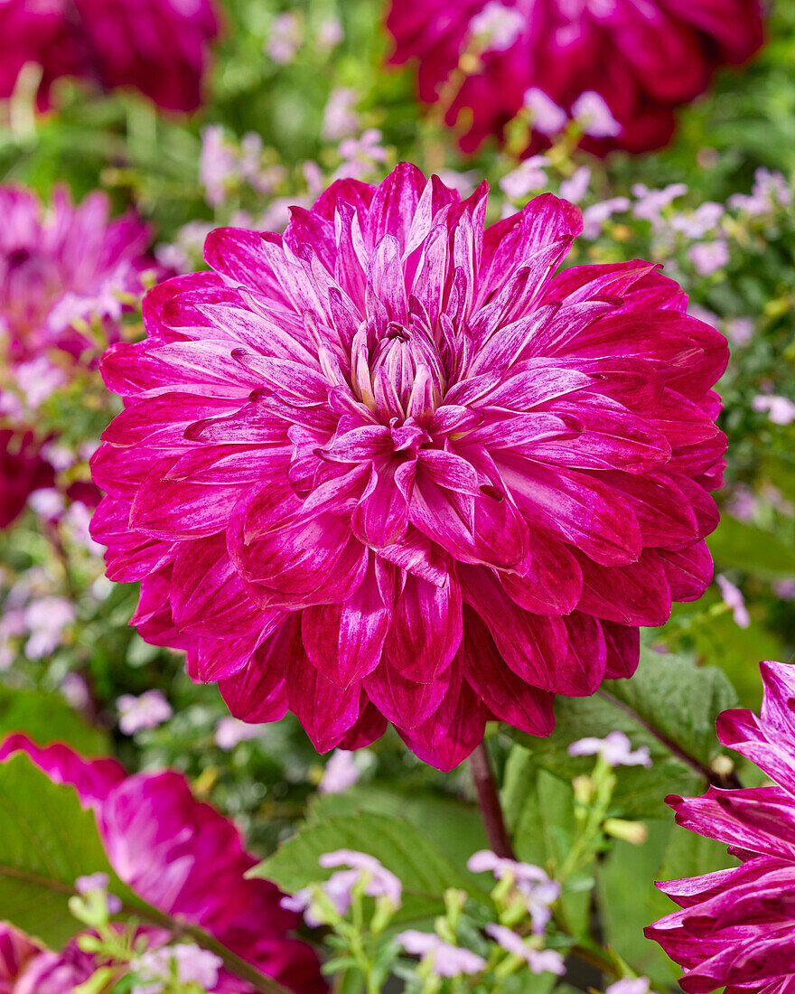 Dahlia Merlot Magic