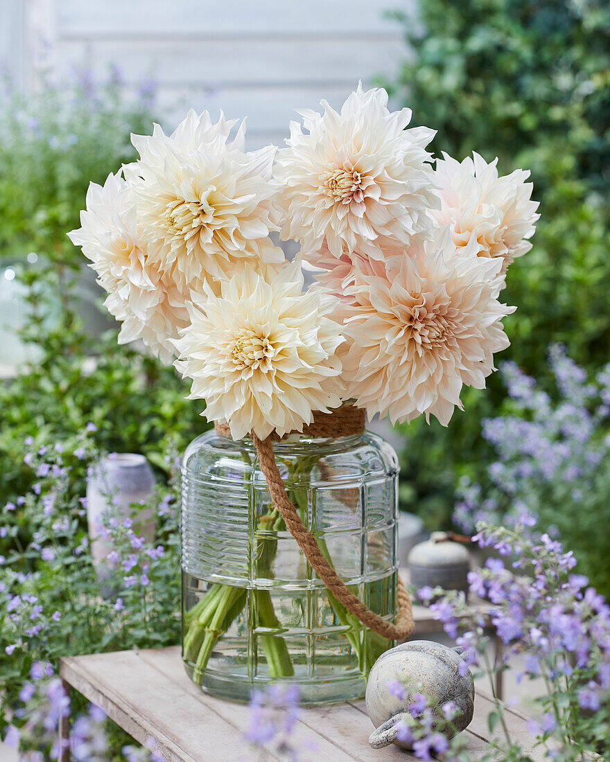 Dahlie (Dahlia) 'Café au Lait'