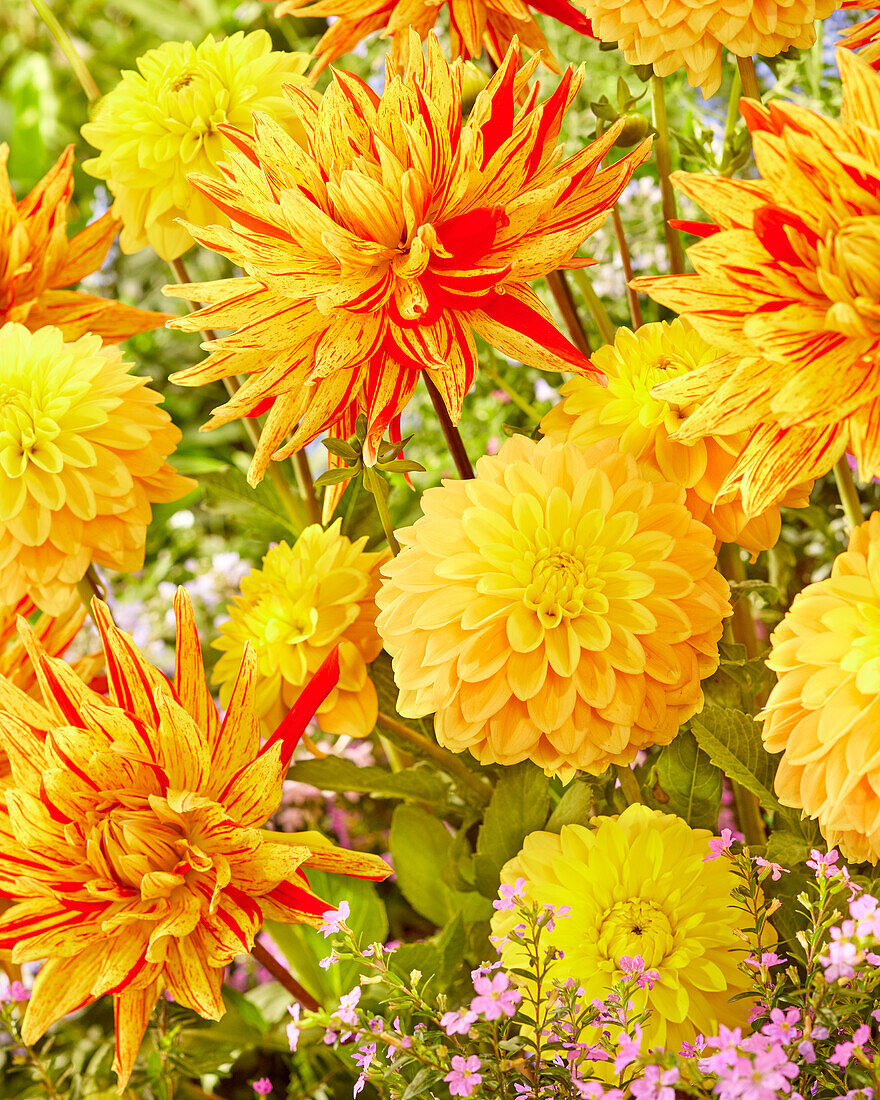 Dahlie (Dahlia) 'Bocherel', 'Striped Vulcan'