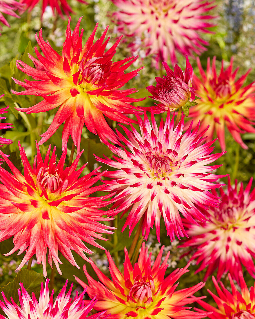 Dahlia Electric Flash, Dutch Explosion