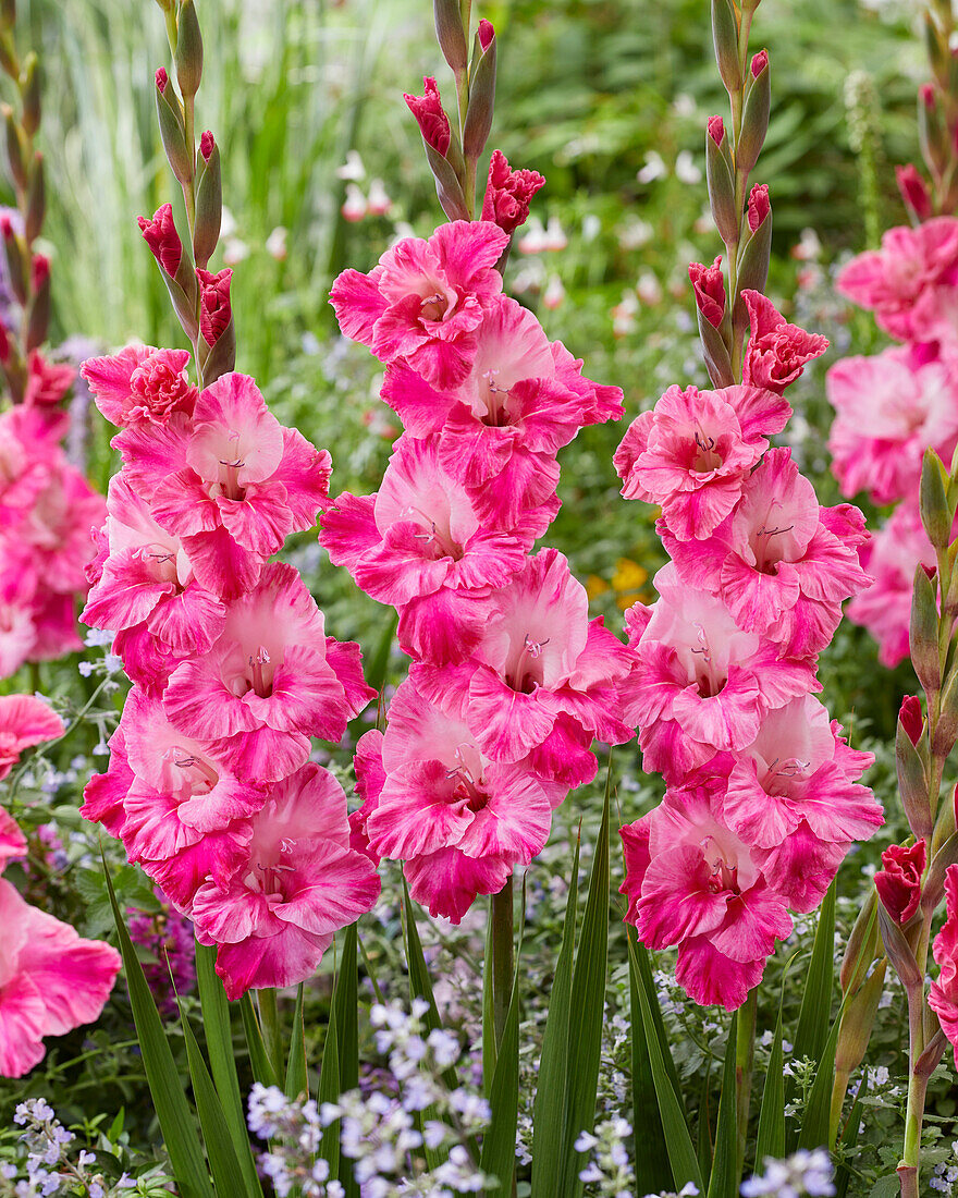 Gladiole (Gladiolus) 'Hugo'