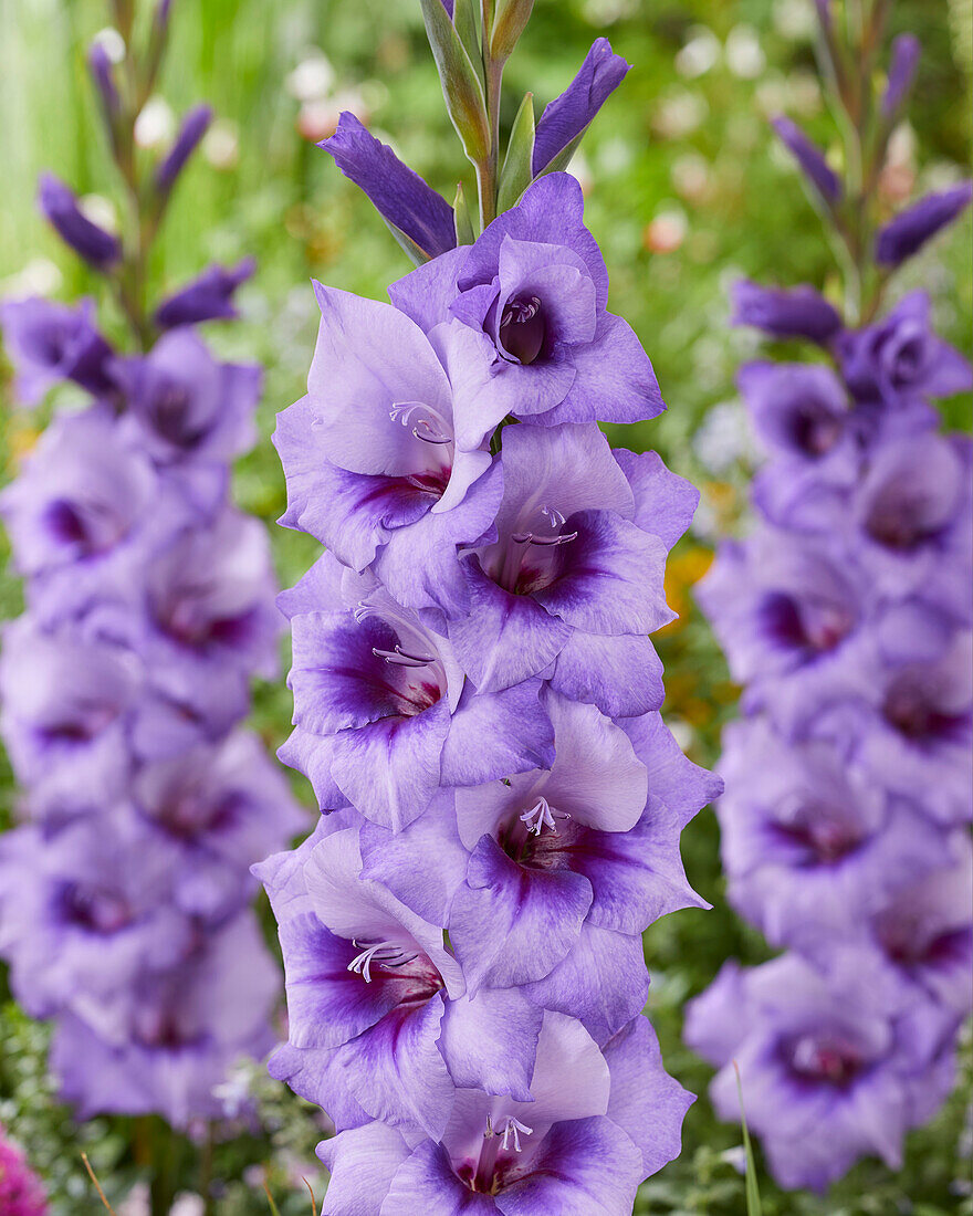 Gladiolus Ibiza