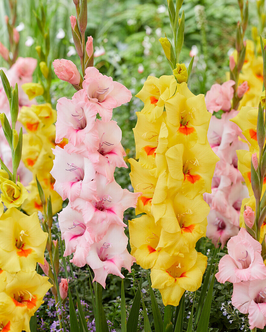 Gladiolus Matrix, Luson